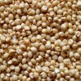 Sorghum