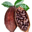Open cocoa pod with cocoa seeds which is hanging from the branch. Conceptual photo. Clipping path.
