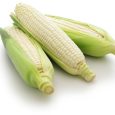 three white sweet corns isolated on white background