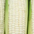close up of Pure white corn or Hokkaido corn that eat raw , the taste is sweet and similar milk