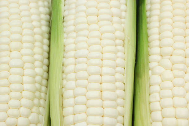 close up of Pure white corn or Hokkaido corn that eat raw , the taste is sweet and similar milk
